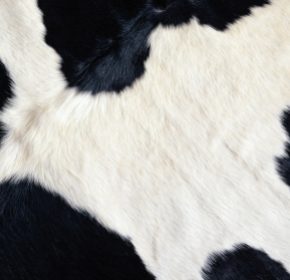 cow skin suppliers in USA