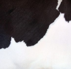 cow skin suppliers in new jersey