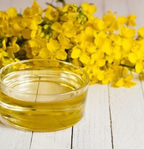 rapeseed oil suppliers in USA